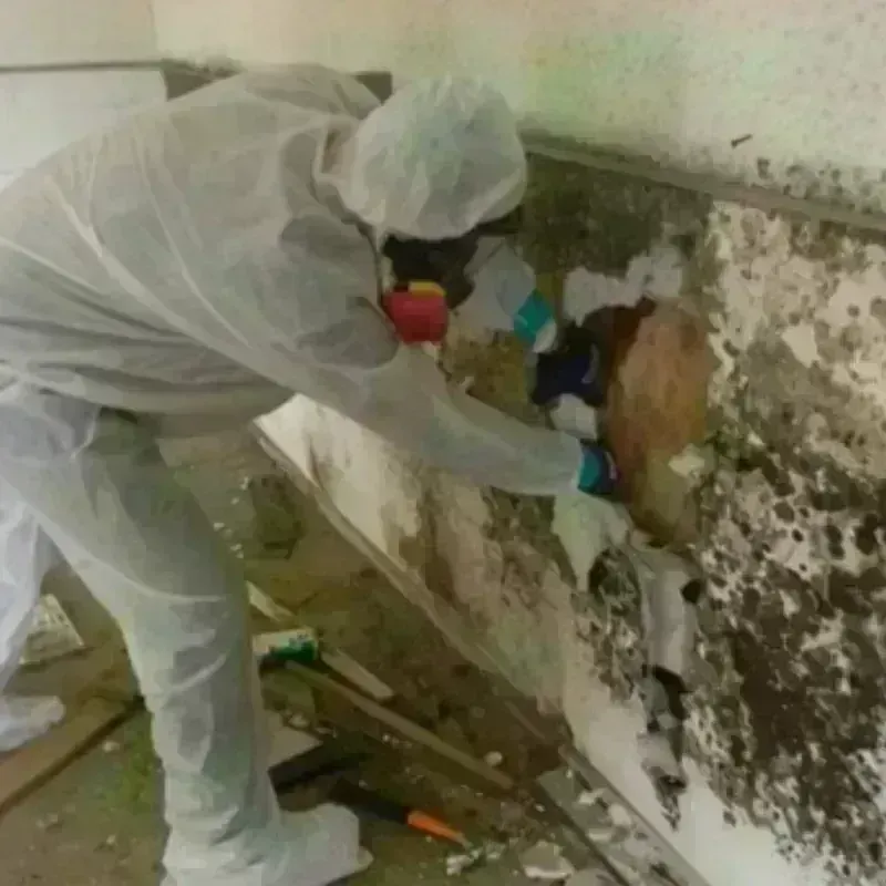 Mold Remediation and Removal in Bell, CA